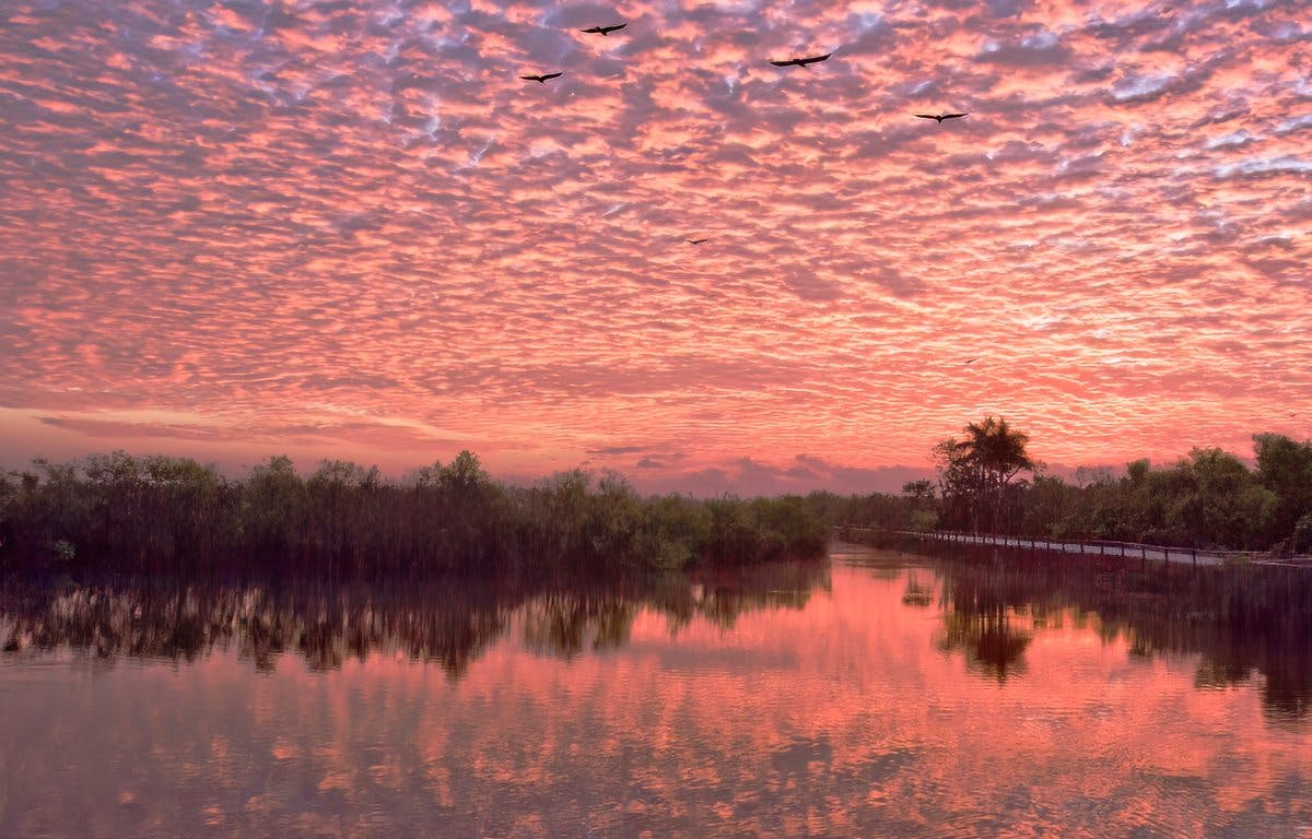 Everglades Portada