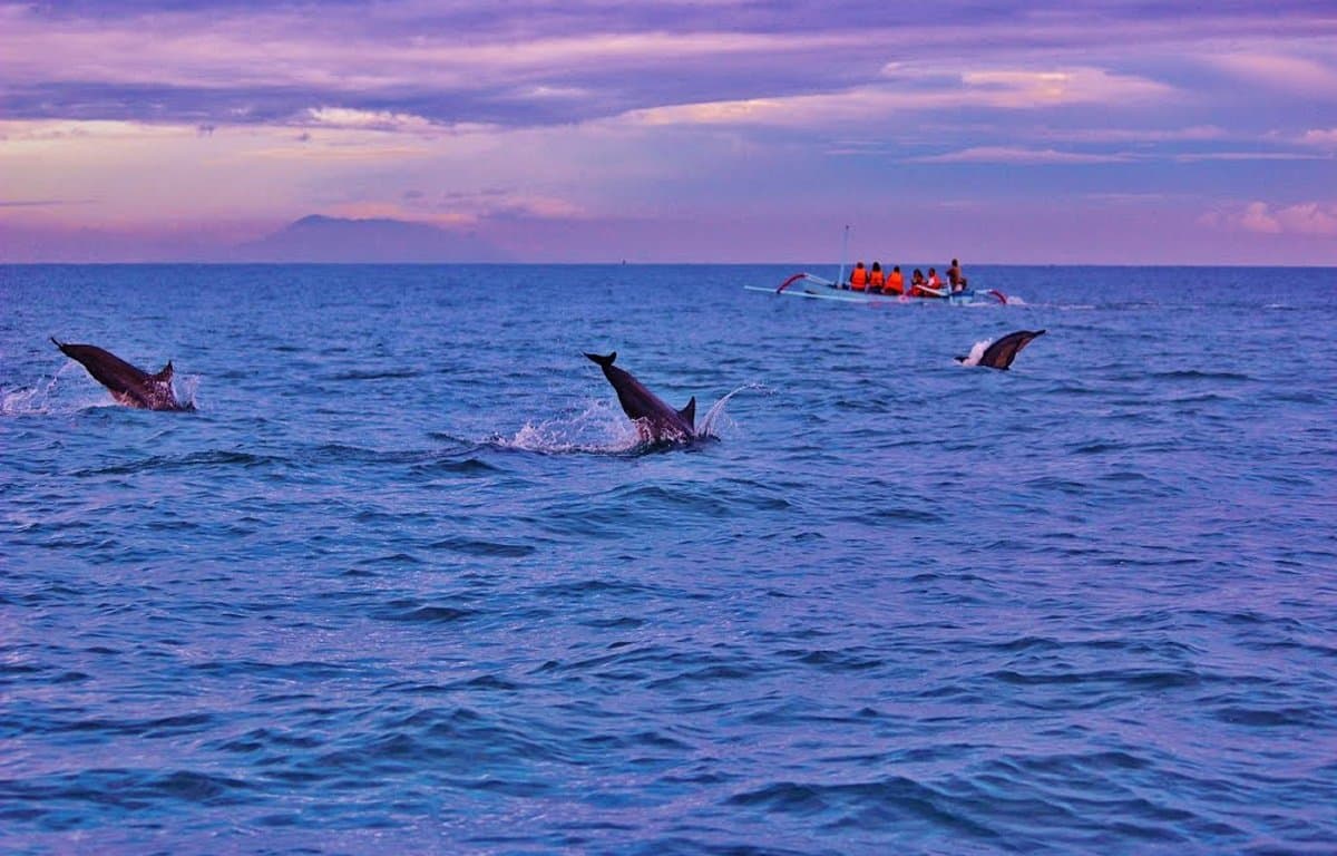 delfines-en-lovina