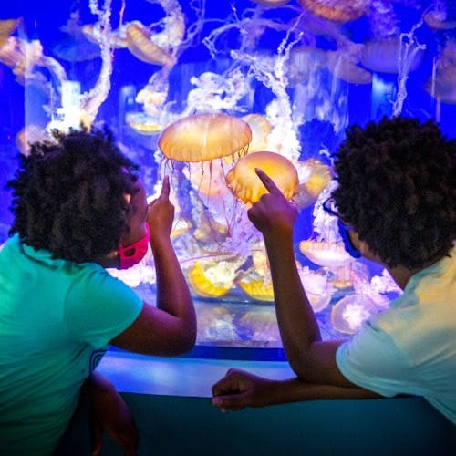 Imagen del tour: Aquarium of the Pacific: Sin colas