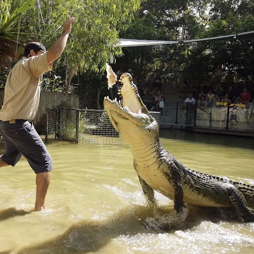 Imagen del tour: Hartley's Crocodile Adventures desde Cairns