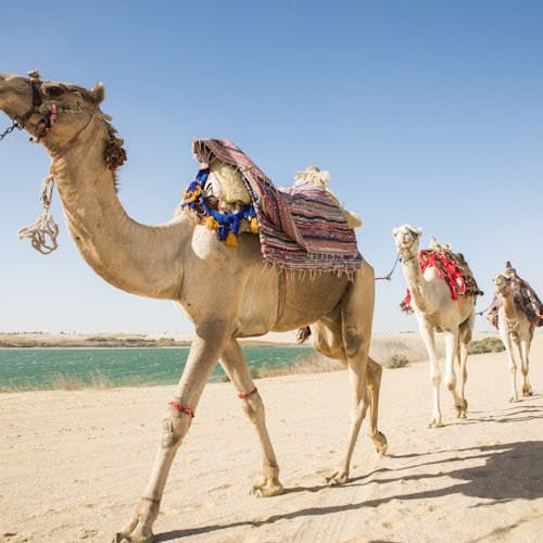 Imagen del tour: Safari por el desierto con sandboarding y paseo a camello desde El Cairo o Guiza