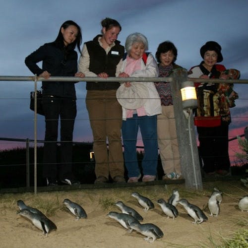 Imagen del tour: Desfile de pingüinos en la isla Phillip: Excursión desde Melbourne