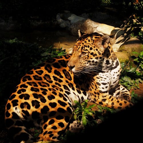 Imagen del tour: Parque de la Conservación Medellín: Sin colas