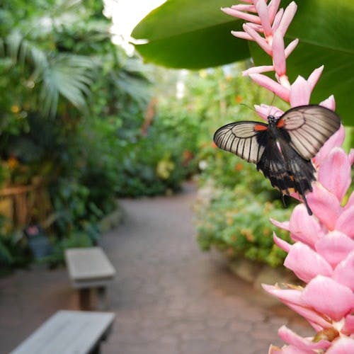 Imagen del tour: Jardines de mariposas de Victoria: Sin colas