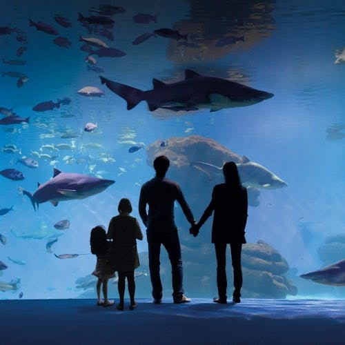 Imagen del tour: Palma Aquarium: Sin colas