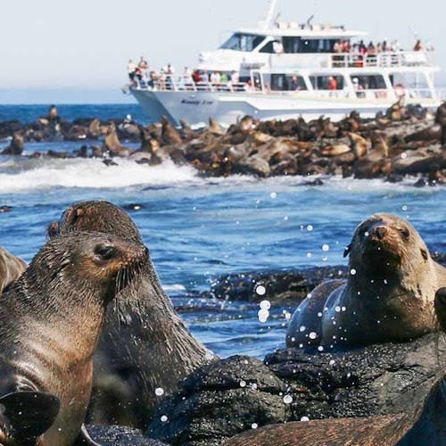 Imagen del tour: Crucero de observación de focas en la isla Phillip
