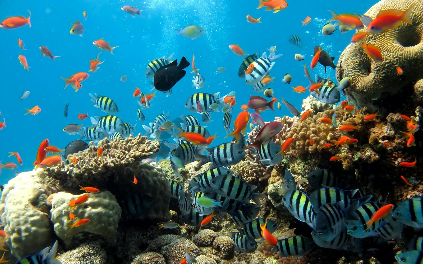 Imagen del tour: Underwater World Pattaya