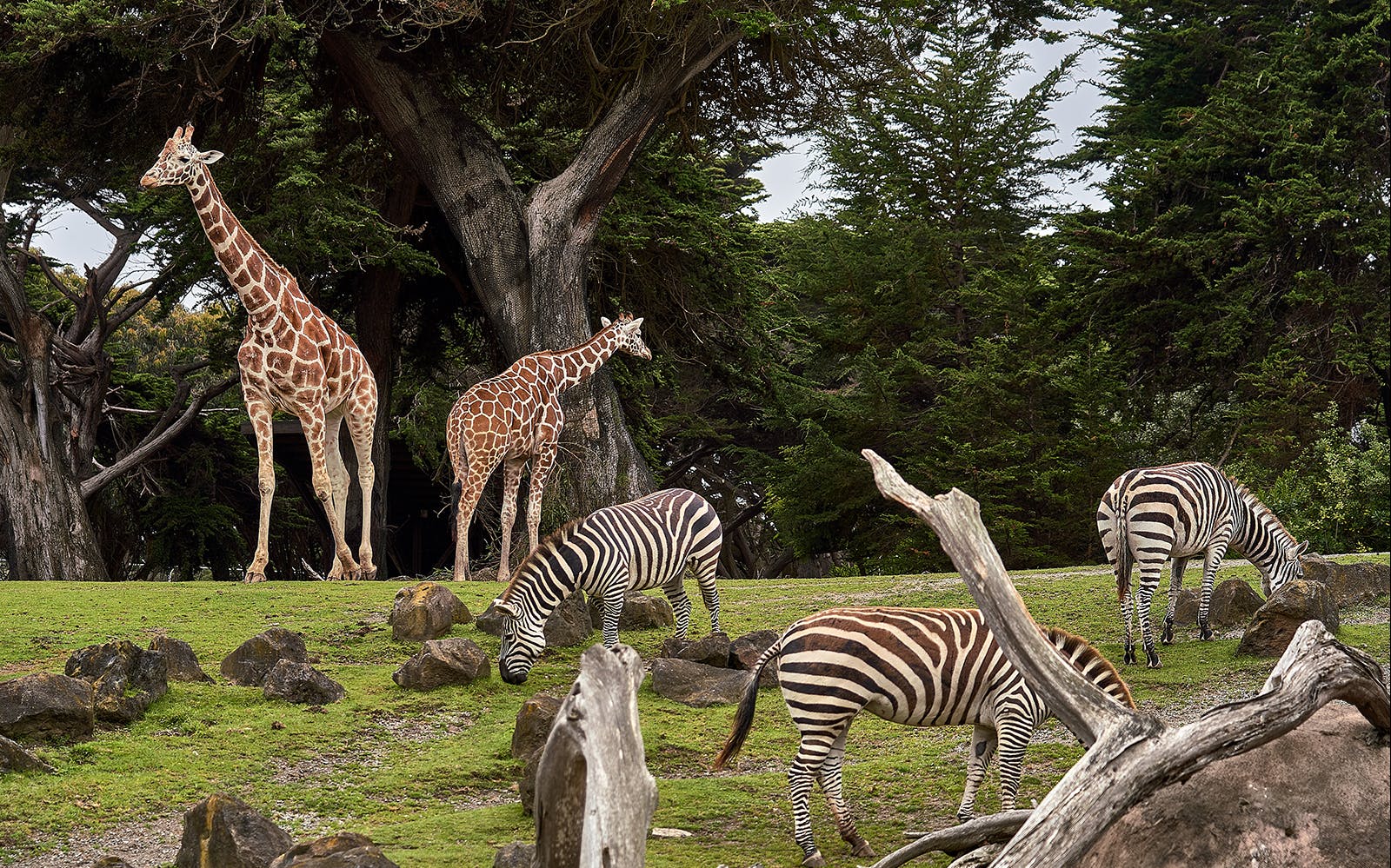 Imagen del tour: Combo Deal: Taronga Zoo Entry with Sky Safari Ride & 2-Day Hop-On Hop-Off Cruise