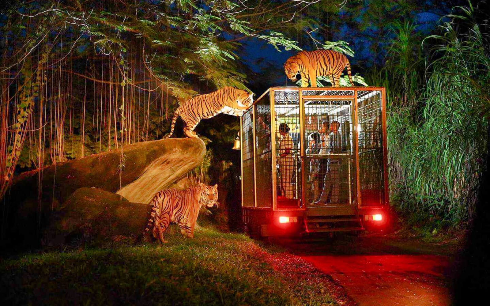 Imagen del tour: Night Safari Tickets: Bali Safari and Marine Park