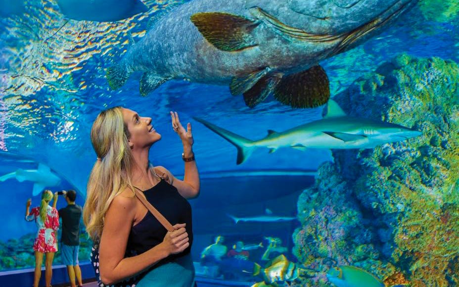 Imagen del tour: Cairns Aquarium by Twilight with Optional Dining