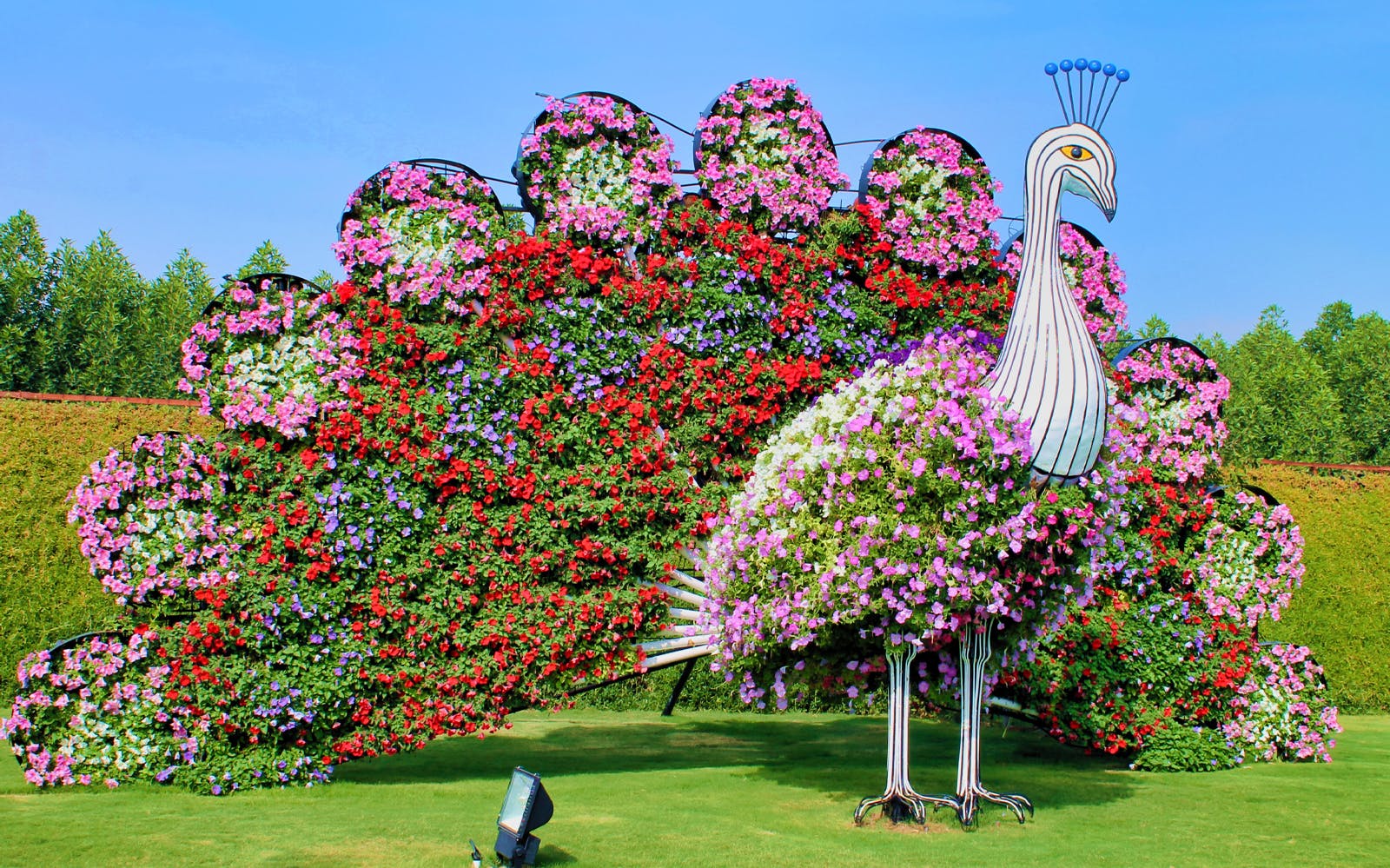 Imagen del tour: Dubai Miracle Garden: entrada sin colas