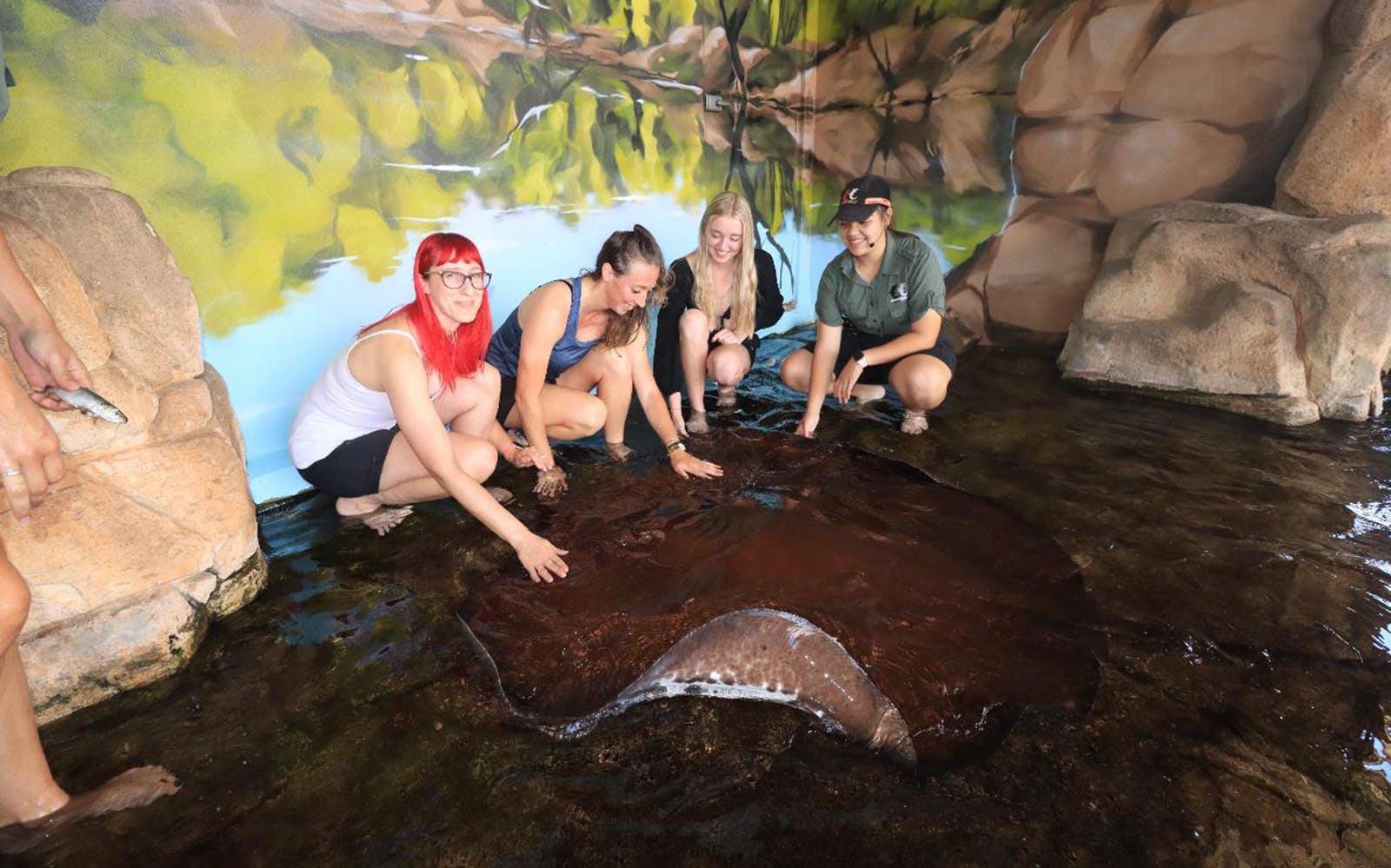 Imagen del tour: Tickets for Whipray Encounter at Crocosaurus Cove