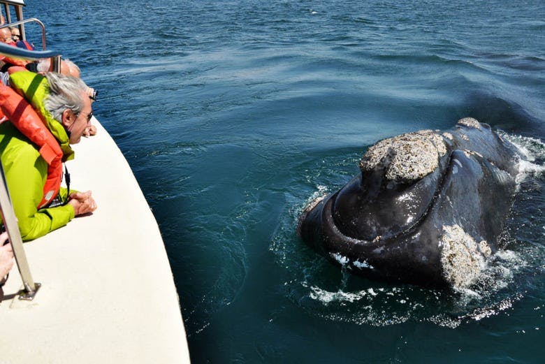 Imagen del tour: Avistamiento de ballenas en la Península Valdés