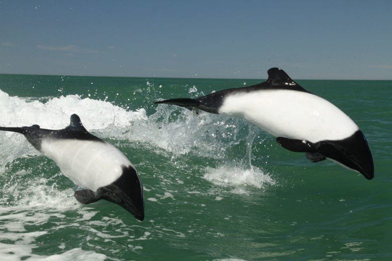 Imagen del tour: Excursión a Punta Tombo + Avistamiento de delfines