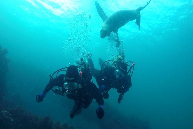 Imagen del tour: Buceo con lobos marinos en Punta Loma