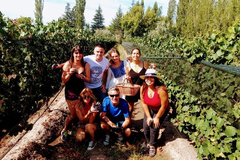 Imagen del tour: Tour de viñedos y bodegas por San Rafael