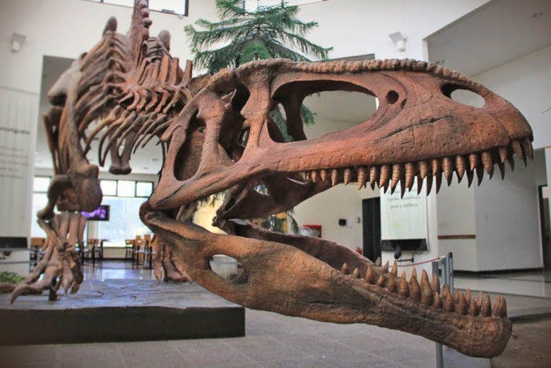 Imagen del tour: Entrada al Museo Paleontológico
