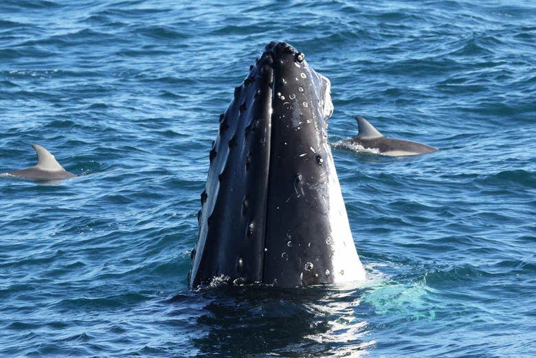 Imagen del tour: Avistamiento de delfines y ballenas