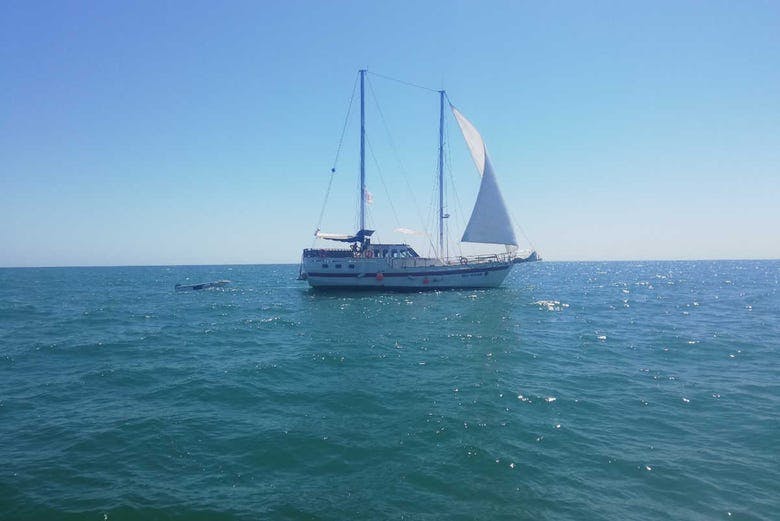 Imagen del tour: Excursión en velero por el mar Negro