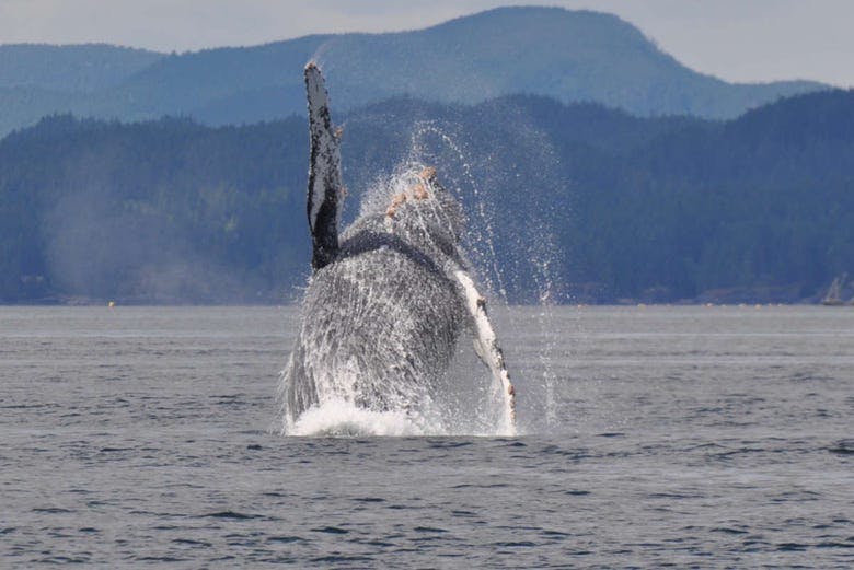 Imagen del tour: Avistamiento de ballenas en Campbell River
