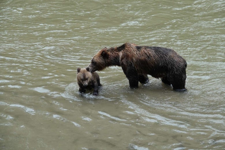 Avistamiento de osos grizzly