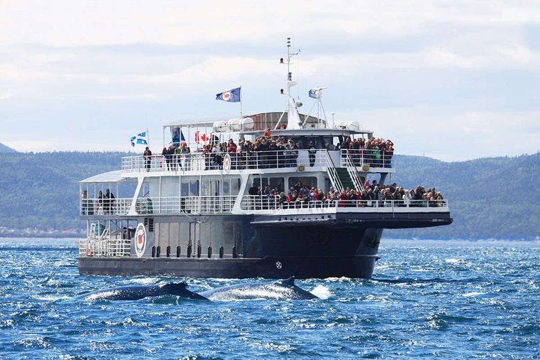 Imagen del tour: Avistamiento de ballenas en Quebec