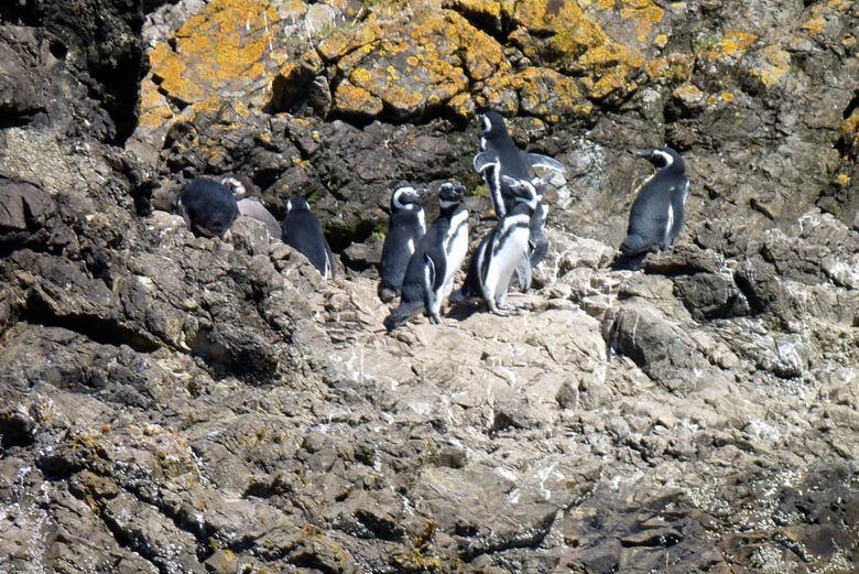 Imagen del tour: Isla de Chiloé y pingüinos de Puñihuil