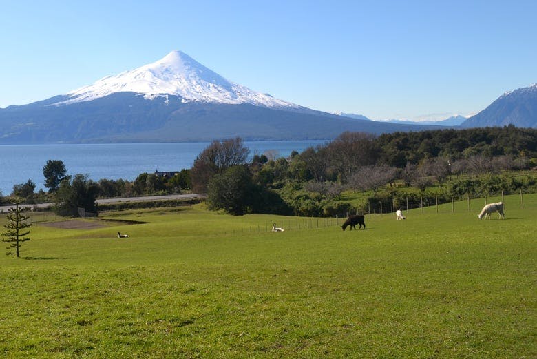 Imagen del tour: Excursión al volcán Osorno