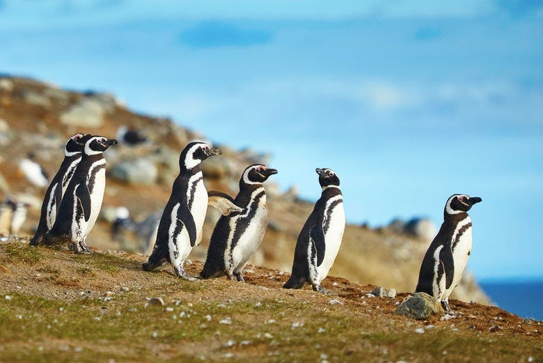 Imagen del tour: Avistamiento de pingüinos en isla Magdalena