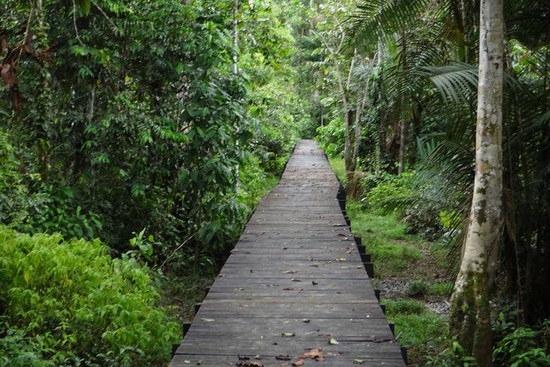 Imagen del tour: Senderismo por el Parque Natural Amacayacu