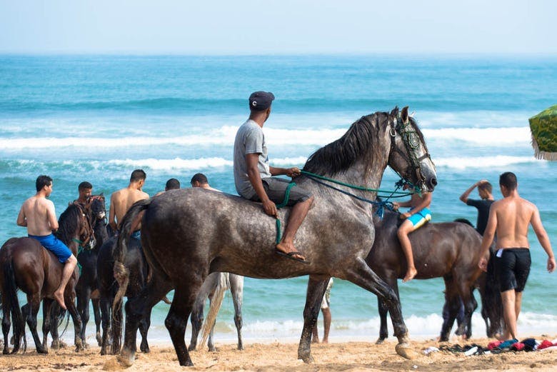Imagen del tour: Paseo a caballo por Bahía Drake
