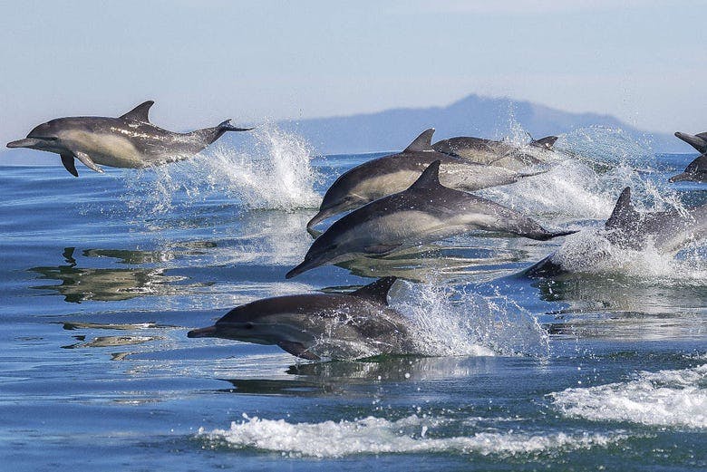 Imagen del tour: Avistamiento de delfines en Porec