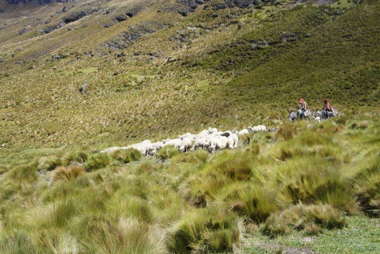 Imagen del tour: Trekking de 3 días por el Camino del Inca 