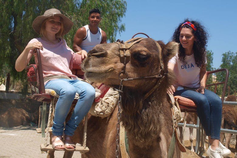 Imagen del tour: Paseo en camello