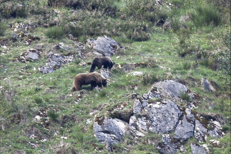 Imagen del tour: Avistamiento de oso pardo cantábrico en Asturias