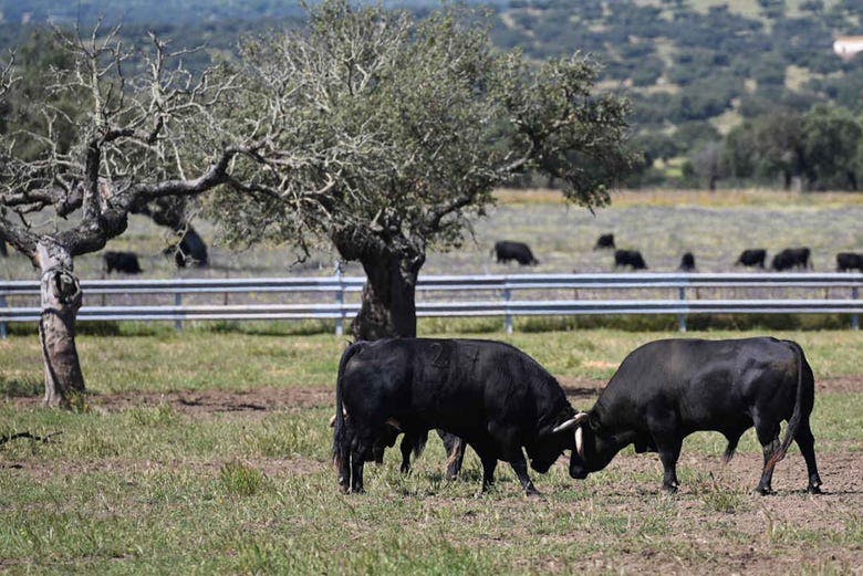 Imagen del tour: Tour del toro en 4x4 por los Llanos de Olivenza
