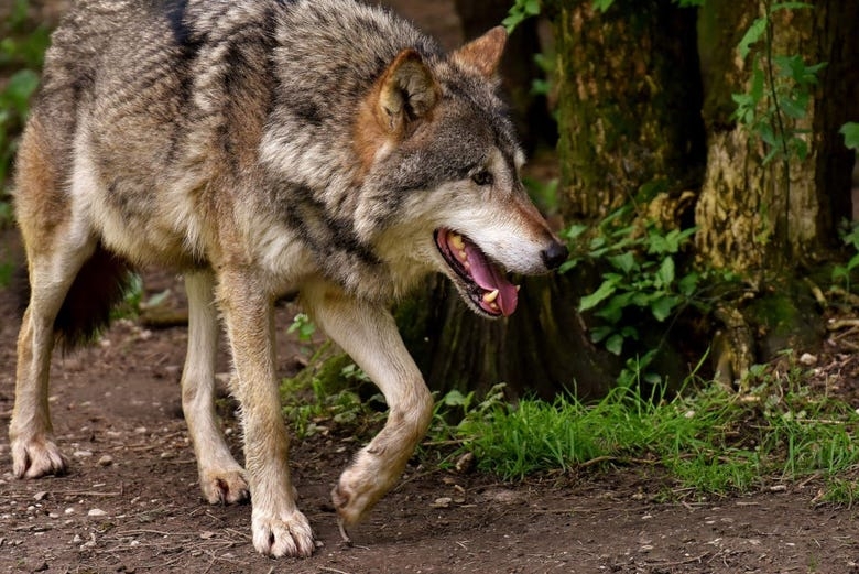 Avistamiento de lobos en la Sierra de la Capelada