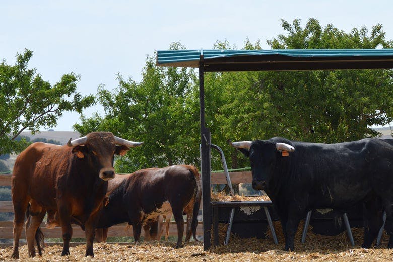 Imagen del tour: Ruta de toros y vinos por el Condado de Huelva