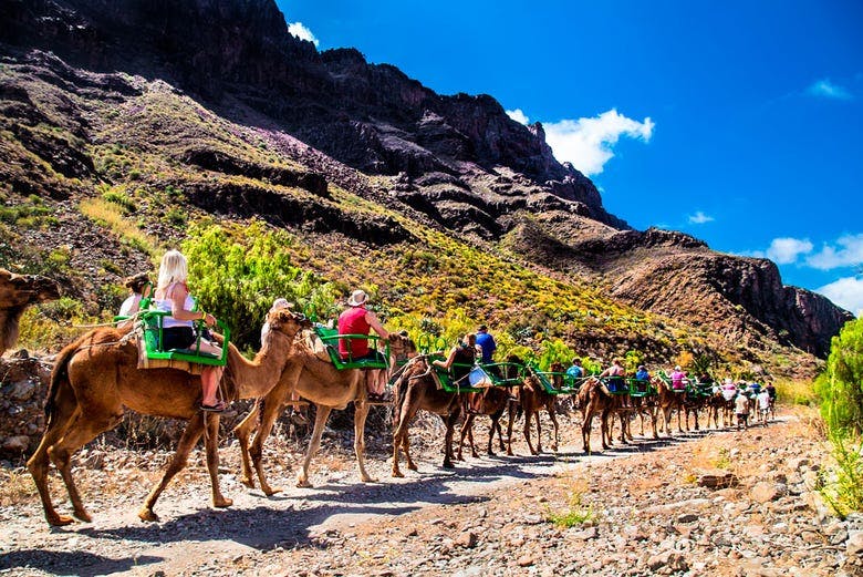 Imagen del tour: Paseo en camello por el Valle de las Mil Palmeras