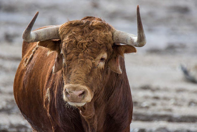 Imagen del tour: Visita a ganadería de toros bravos Torrestrella y caballos Domecq
