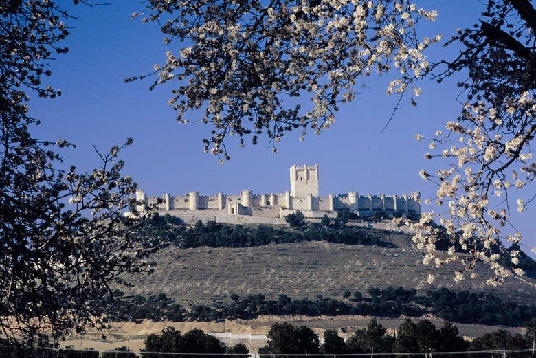 Imagen del tour: Visita guiada por el castillo de Peñafiel + Museo del Vino