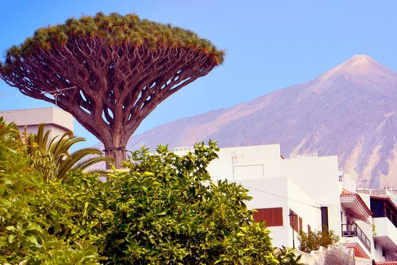 Imagen del tour: Excursión al Teide, Icod y Garachico desde el norte de Tenerife