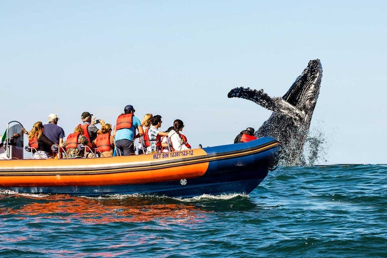 Imagen del tour: Avistamiento de ballenas en Mazatlán