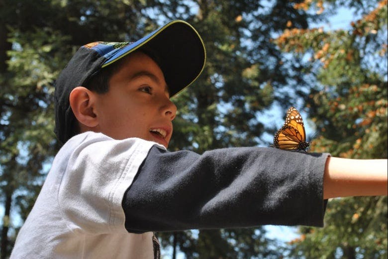 Imagen del tour: Excursión al santuario de mariposas monarca Sierra Chincua
