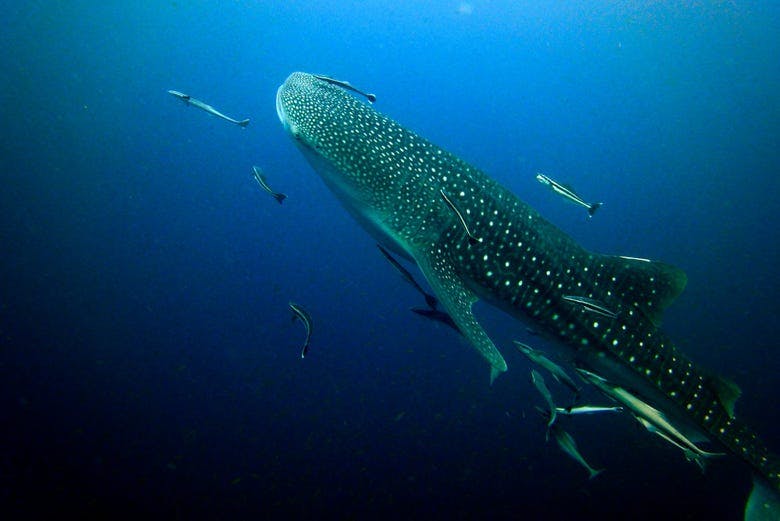 Imagen del tour: Nado con tiburones ballena + Isla Mujeres