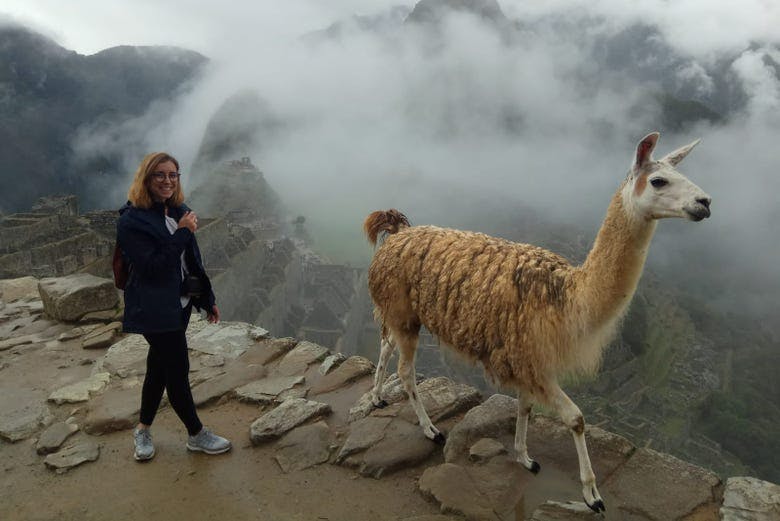 Imagen del tour: Excursión a Machu Picchu
