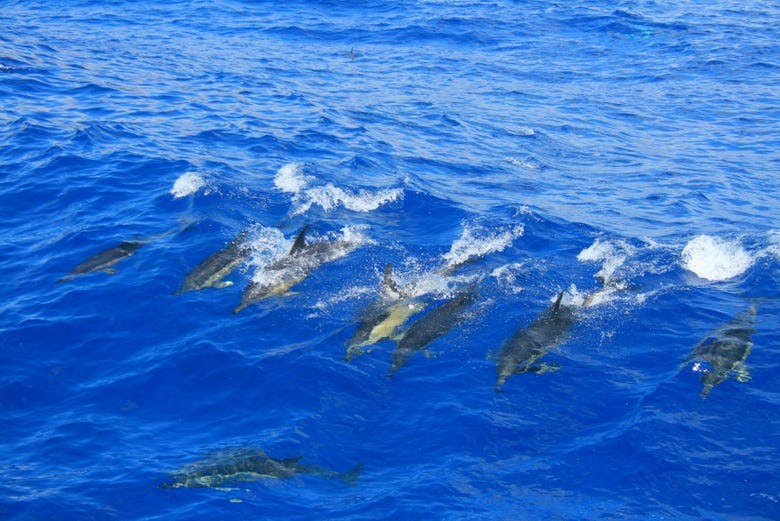 Imagen del tour: Avistamiento de cetáceos en catamarán