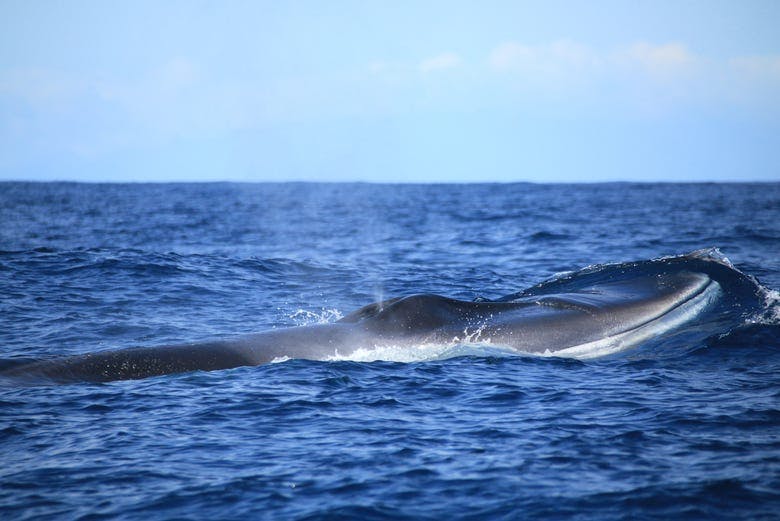 Imagen del tour: Avistamiento de ballenas y delfines + Islotes de Cabras