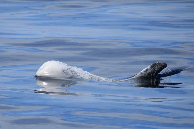 Imagen del tour: Avistamiento de ballenas y delfines