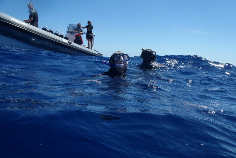 Imagen del tour: Nado con delfines en Terceira
